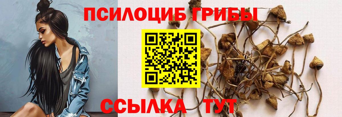 Псилоцибиновые грибы Psilocybe Златоуст